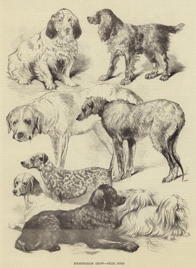 Exposition de Birmingham, chiens primés - Harrison William Weir